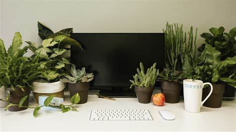 Desk Plants — PlantPop