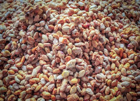 Fresh cocoa beans or white cocoa seeds in vats to prepare for ...