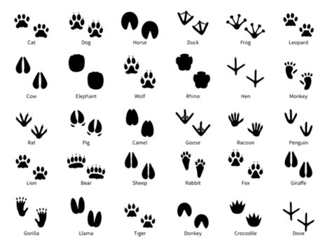 Cow Print PNG Transparent Images Free Download | Vector Files | Pngtree