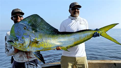 MASSIVE Dolphin Fish!! Biggest I've Ever Seen! - YouTube