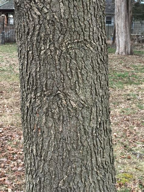 Identifying Trees by Their Bark | Master Gardeners of Northern Virginia