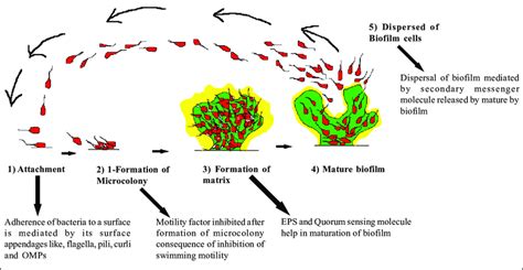 Steps of biofilm formation | Download Scientific Diagram