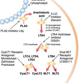 Leukotriene synthesis pathway indicating the enzymes that are involved ...