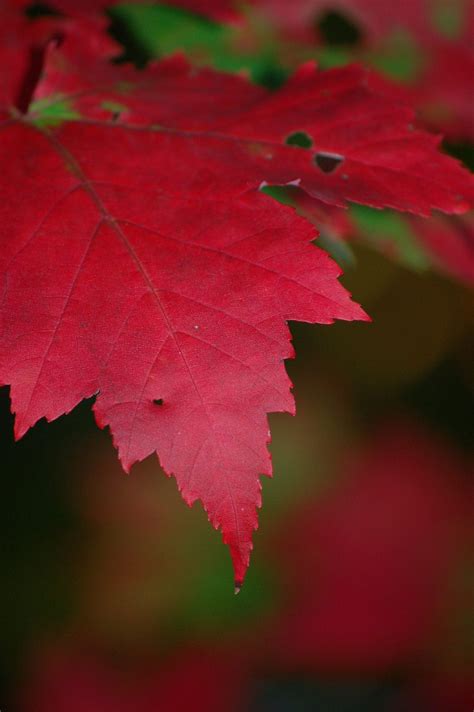 How To Identify Maple Tree Varieties Lovetoknow In 2021 Maple Tree ...