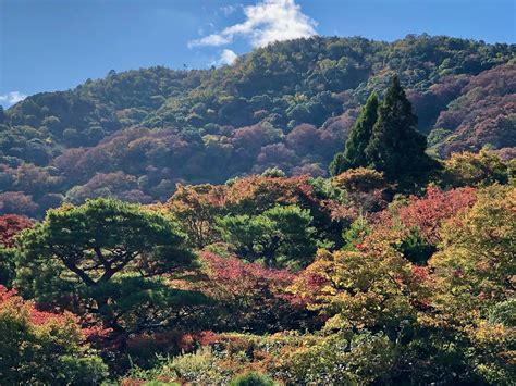 Japan | Fall colors (japanese maple) inside the grounds of O… | Flickr