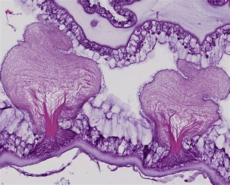 iLab Organizer :: VUMC DHSR (Digital Histology Shared Resource)