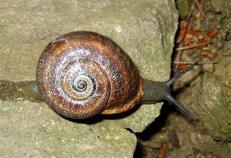 Edible Snails: Learn how to eat and breed these creatures