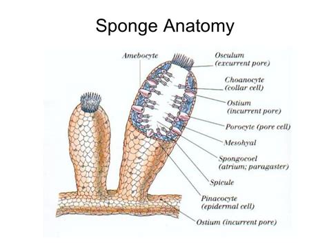 Sea Sponges: Characteristics, reproduction, uses and more.....