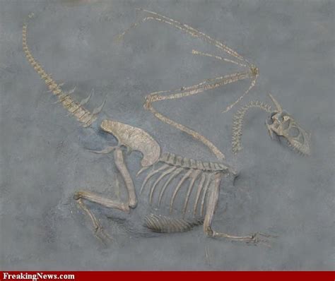 Fossils: Dragon Fossils