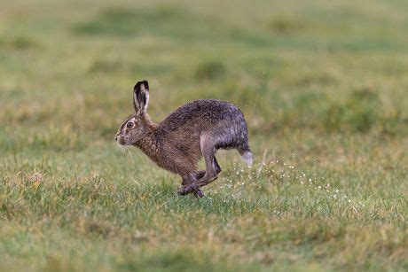 40 Hind feet Stock Pictures, Editorial Images and Stock Photos ...