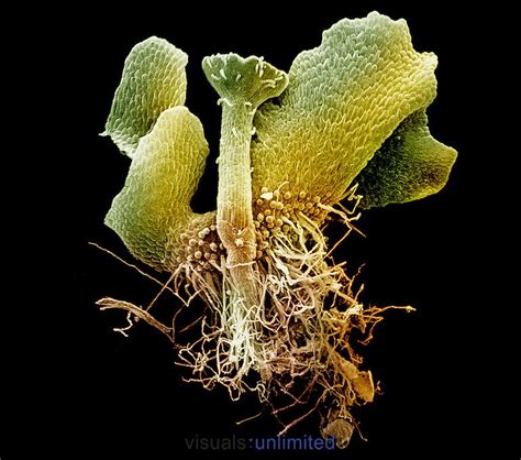 Young sporophyte of the Fern (Ceratopteris thalictroides). SEM X45 **On ...