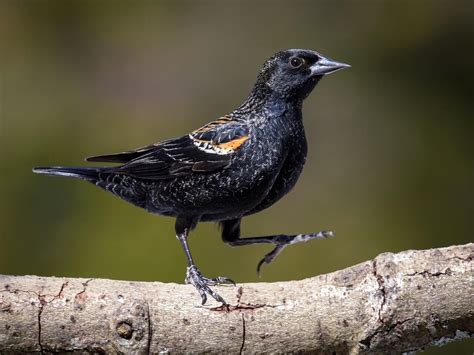 Red-winged Blackbird | Celebrate Urban Birds