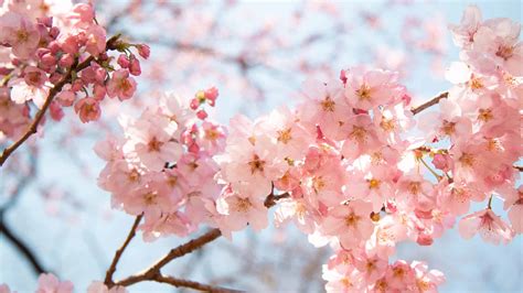 Cherry Blossoms in Illinois: When They Bloom and Where to See Them - A ...