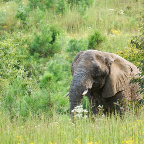 The Elephant Sanctuary welcomes Donna, African elephant, age 43, from ...