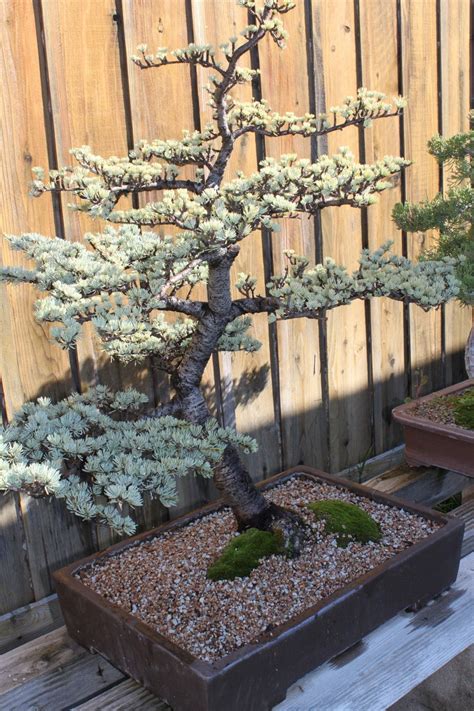 Himalayan Cedar Bonsai Trees | Bonsai Tree Gardener