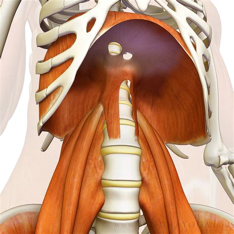 The Diaphragm – Daisy Lear Acupuncture