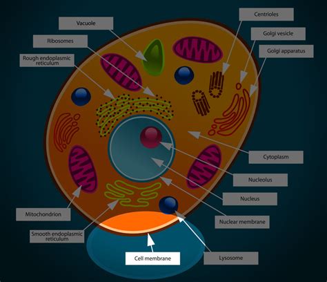 Animal Cell Membrane - Interactive DiagramkidCourses.com