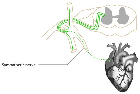 DIVISIONS OF THE NERVOUS SYSTEM