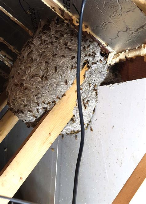 Wasp Nest Removal | Wasp Removal - Plaxtol Pest Control