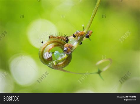 Leopard Lacewing Image & Photo (Free Trial) | Bigstock