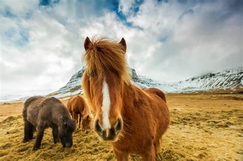 The many gaits of the Icelandic Horse - Classic Iceland