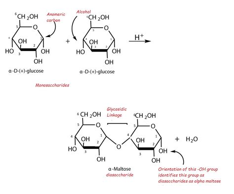 Lactose is made up of A Galactose and glucose unit class 12 chemistry ...