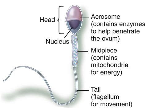 Medical terms, Mitochondria, Medical dictionary