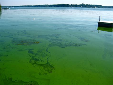 The Rise of Harmful Algal Blooms in New York - New York League of ...