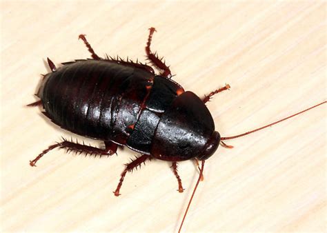 Florida Woods Cockroach - Eurycotis floridana - BugGuide.Net