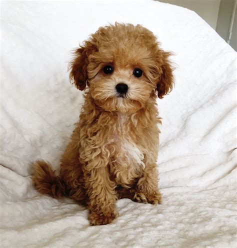 Teacup Maltipoo Puppy for sale los angeles, california - iHeartTeacups