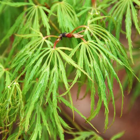 Acer palmatum dissectum Viridis | | Arts Nursery Ltd