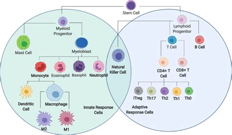 Immune System Cells Chart