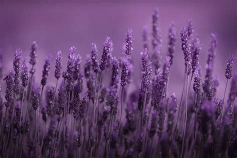 Lavender Wallpapers Images Photos Pictures Backgrounds