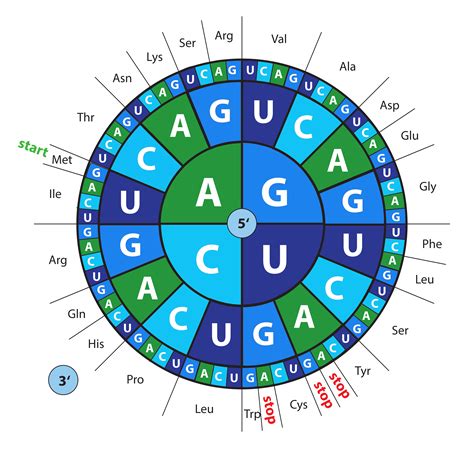 Genetic Code | Biology Quiz - Quizizz