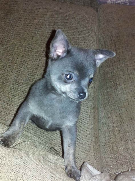 Blue Chihuahua Puppy For Sale | PETSIDI