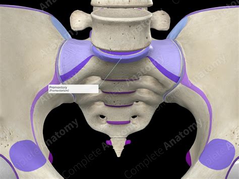 Promontory | Complete Anatomy