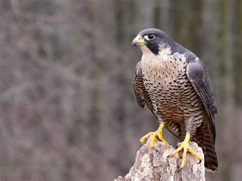 Peregrine Falcon Migration: A Complete Guide | Birdfact