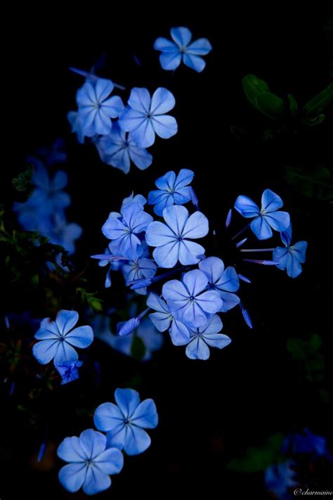 View 29 Blue Flower Aesthetic Wallpaper Laptop - Frikilo Quesea