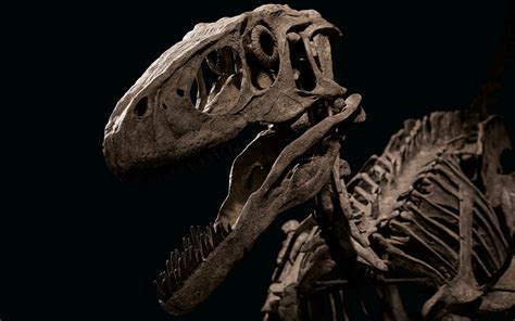 Raptor: the most complete Deinonychus skeleton ever found | Christie's