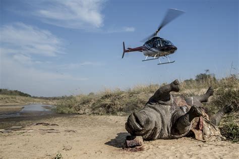 South African brothers charged in illegal rhinoceros hunting scheme ...