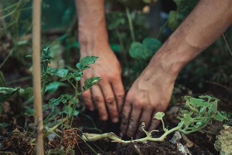 7 Benefits Of Mushroom Compost: All The Important Info!