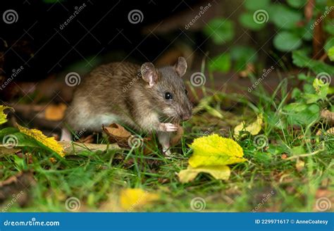 Close Up of a Wild Brown Rat in Autumn Foraging and Eating Seeds in ...