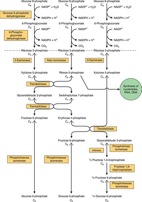 Pentose Phosphate Pathway End Products