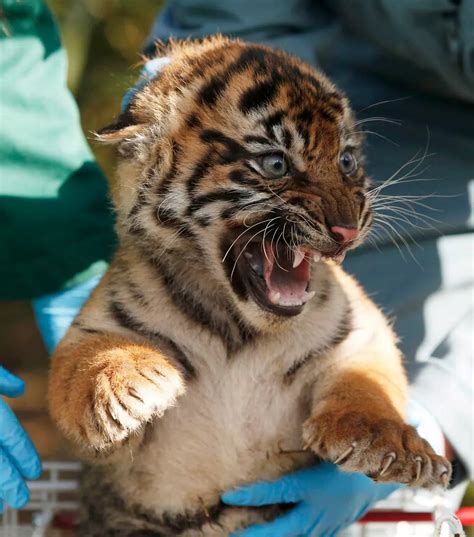 A sumatran tiger cub has a routine health check in its enclosure at ...