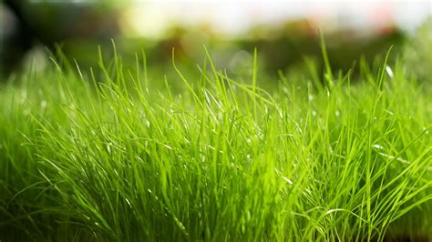 HD Grass Wallpapers | Download Free - 822762