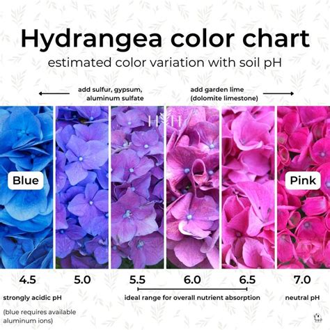 Hydrangea color chart in 2023 | Hydrangea colors, Hydrangea purple ...