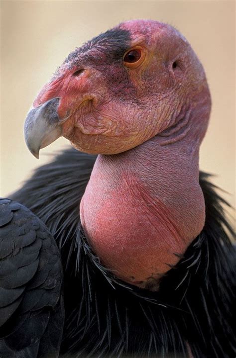 California condor | Wingspan, Habitat, Population, Endangered, & Facts ...