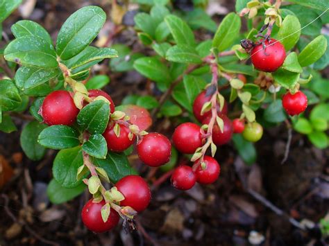 Vaccinium Vitis-Idaea - Pépinière Cramer Inc.