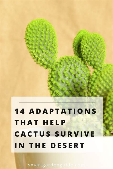 14 amazing ways cacti have developed adaptations to survive in the ...