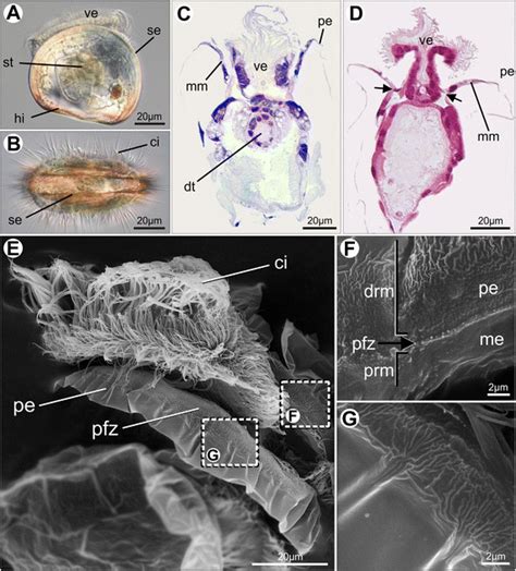 Veliger larvae of Nodipecten nodosus. a Specimen observed by light ...